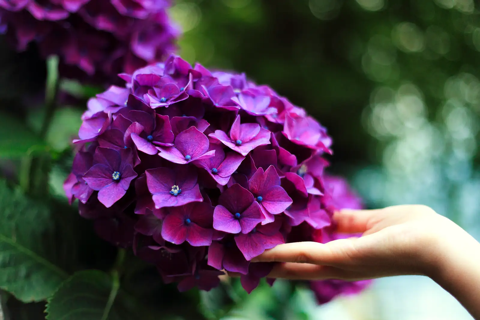 A hand holding a purple hydrangea bloom